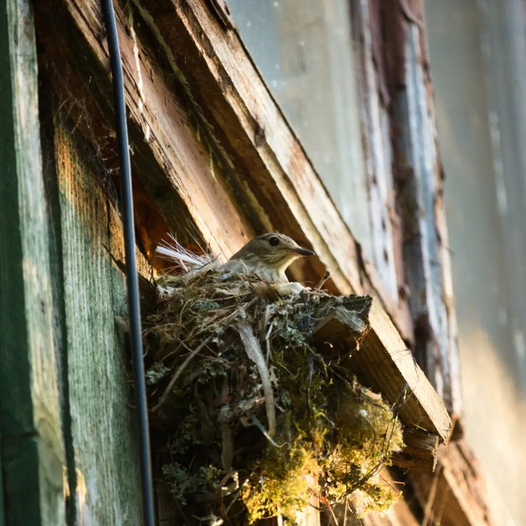 grauwe vliegenvanger nest