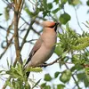During breeding, the Bohemian Waxwing shifts from a **fruit-based to insect-based diet**.