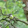 The Great Tit does not hide its food but **readily pillages** that of other tits.