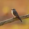 The Spotted Flycatcher is a **long-distance migrant**. In September, it migrates to **Africa**, south of the Sahara, to find insects.