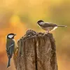 The Marsh Tit is **much smaller** than the Great and Blue Tits.