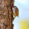 The Short-toed Treecreeper **climbs tree trunks** in search of food.