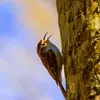 The song of the Short-toed Treecreeper is a **short and rapid rhythm** of **piercing and powerful** sounds.