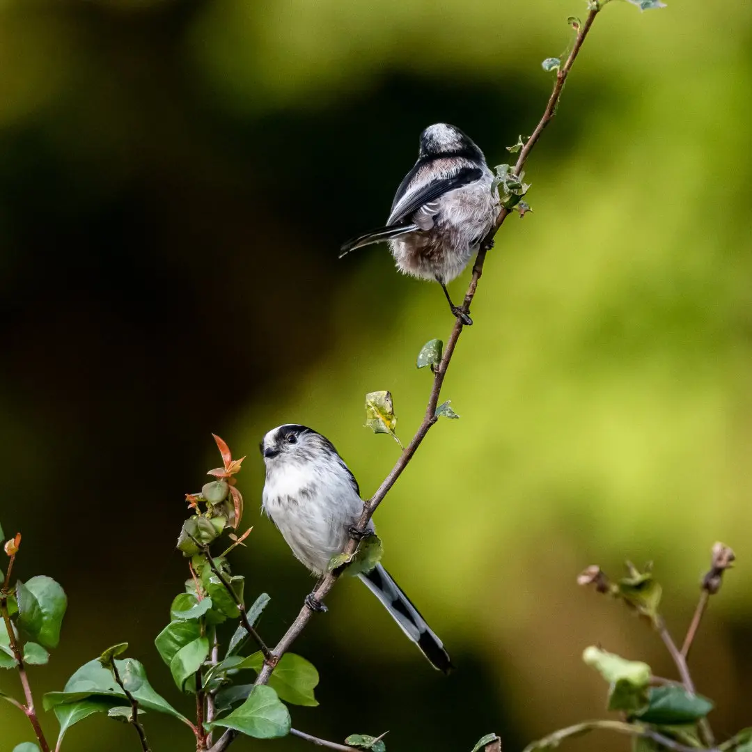 Long-tailed tit call behavior