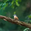 The Eurasian Nuthatch lives in **deciduous forests, mixed forests, and parks and gardens**.