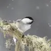 Listen to the **song** of the Marsh Tit at the **beginning** of this clip. **"tyip tyip tyip tyip tyip tyip tyip tyip"** …(8 to 19 repeated notes). At the **end** of the clip, you hear **calls** "pistiou dèdèdè"