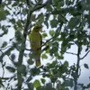 The Eurasian Golden Oriole is rarely seen as it is **shy** and **adept at hiding** in trees.