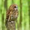 The Tawny Owl can be heard **in autumn and spring**, when males **mark their territory**.
