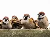 Like the House Sparrow, the Eurasian Tree Sparrow is **very sociable and lives in colonies**.