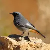 The Black Redstart lives in **mountainous rocky areas**.