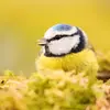 For instance, the Eurasian Blue Tit produces an **alarm call "tschèèr"**.