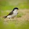 The **disappearance of ponds and muddy paths** prevents Common House Martins from building their nests to reproduce.