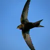Its wings are **longer than those of swallows** and are **sickle-shaped**, very characteristic in flight.