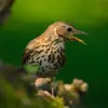 The Song Thrush makes various calls. For example, its **alarm call "zwi-zwi-zwi"**