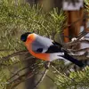 The Eurasian Bullfinch lives in **coniferous and mixed forests**, in **orchards**, **parks, and gardens**.