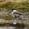 **In Western Europe**, the Marsh Tit is much **more common** than the Willow Tit.
