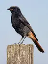 The Black Redstart is recognized by its **slate-grey** color and **rusty red tail**.