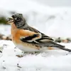 Pour récupérer les graines sous la neige, il **secoue la neige avec ses ailes** pour dégager le sol.