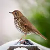 The Song Thrush is **smaller than a blackbird**.