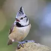 Listen to the European Crested Tit "tsi tsi tsigurrr ... tsigurr... tsi tsi tsi tsigurrr..."
