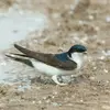 The Common House Martin has a **black-blue head with metallic reflections** and a **white throat**.