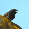 The song of the Black Redstart is a series of high notes **with a sound like crumpled paper**.