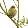 The Willow Warbler is **insectivorous**.