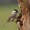 Like the Coal Tit and the Crested Tit, it **stores seeds** in its hiding places.