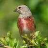 The Common Linnet has a **gray** head...
