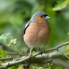 The Common Chaffinch has a **blue-grey cap and nape** and **pink-brown cheeks**.