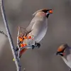 The Bohemian Waxwing feeds on **berries and fruits** year-round...