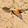 Son **vol acrobatique** ressemble à celui d'une **hirondelle**.