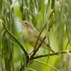 The Willow Warbler lives in **open deciduous and mixed forests**.