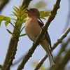 The song of the Common Chaffinch is recognized by a **series of descending notes ending with a sudden rise**, the "chaffinch's song"!