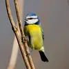 Birds not only sing but also **call** to **communicate**.