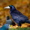 Its plumage is **black with iridescent reflections**...