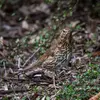 On the ground, the Song Thrush **pecks and searches the underbrush** for food.