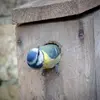One can install **nest boxes** with an entrance hole of **26-27mm** to prevent other species from entering.