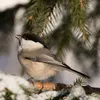 The **“alpine tit”** lives in the **coniferous forests** of the Alps and the Jura.
