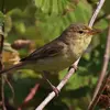 The Melodious Warbler has a **brown-beige** plumage.