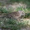 The Dunnock is **inconspicuous**. It might be mistaken for a grey mouse under the bushes.