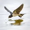 It drinks **in flight**, skimming the water's surface with its mouth.