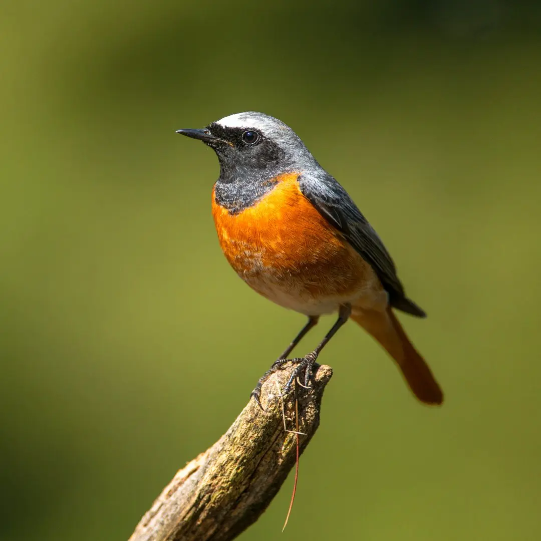 Gartenrotschwanz Männchen