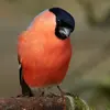 The Eurasian Bullfinch is **shy and calm**.