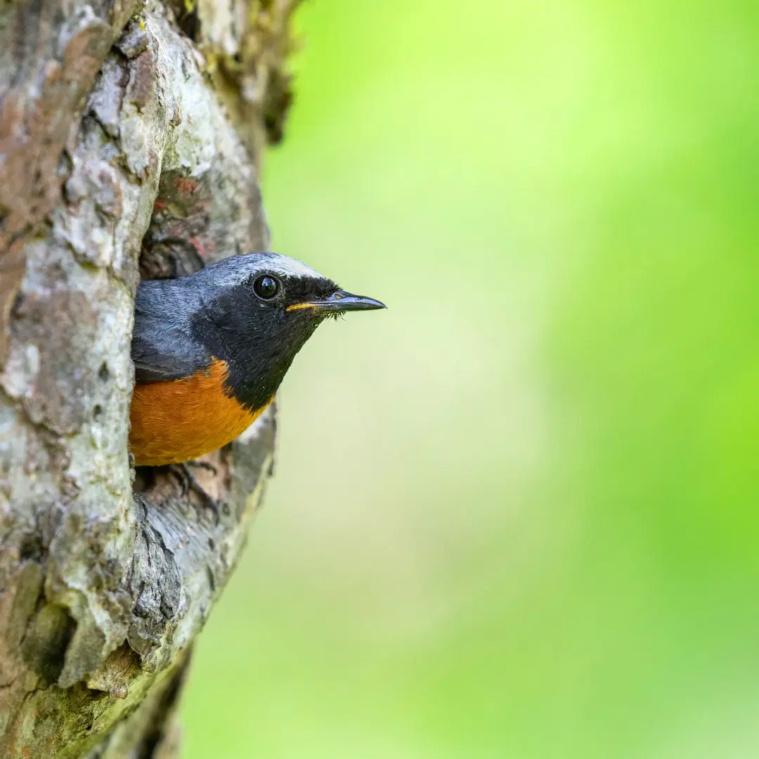 Redstart nest in a cavity
