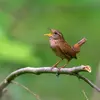 The Eurasian Wren is small but has a powerful **song**.