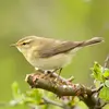 The Willow Warbler has a **gray-brown** plumage with sometimes greenish shades.