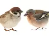 The Common Chaffinch is the **size of a sparrow**.
