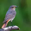 The Black Redstart captures and eats **insects**.