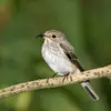 The Spotted Flycatcher catches flies and other **flying insects**.